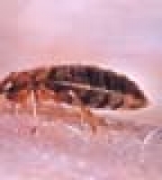 bedbug_thumb_2_manhattan_exterminator